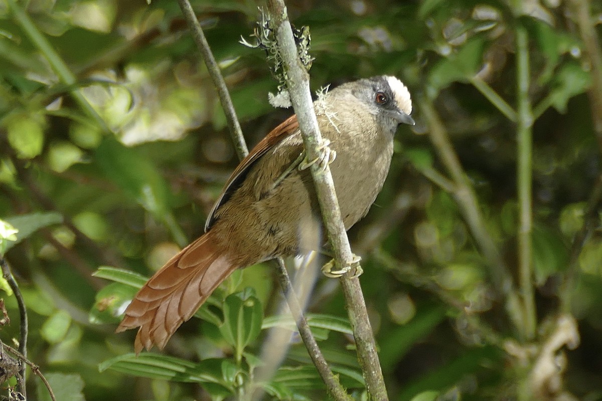 Light-crowned Spinetail - ML354492731