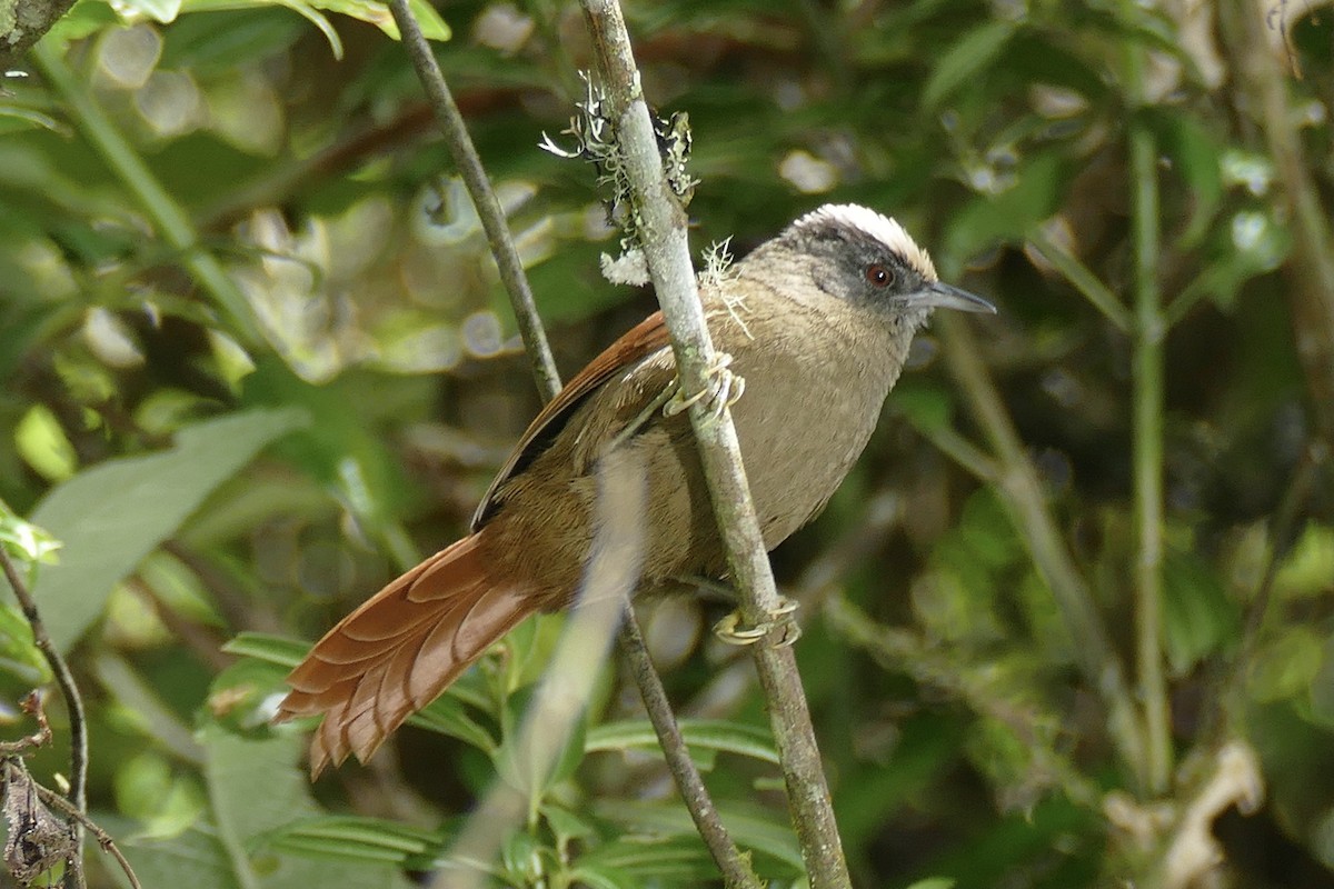 Light-crowned Spinetail - ML354492741