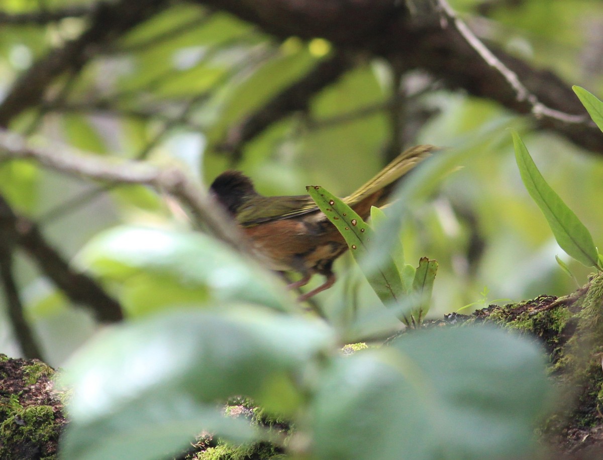 Spotted x Collared Towhee (hybrid) - ML354494191