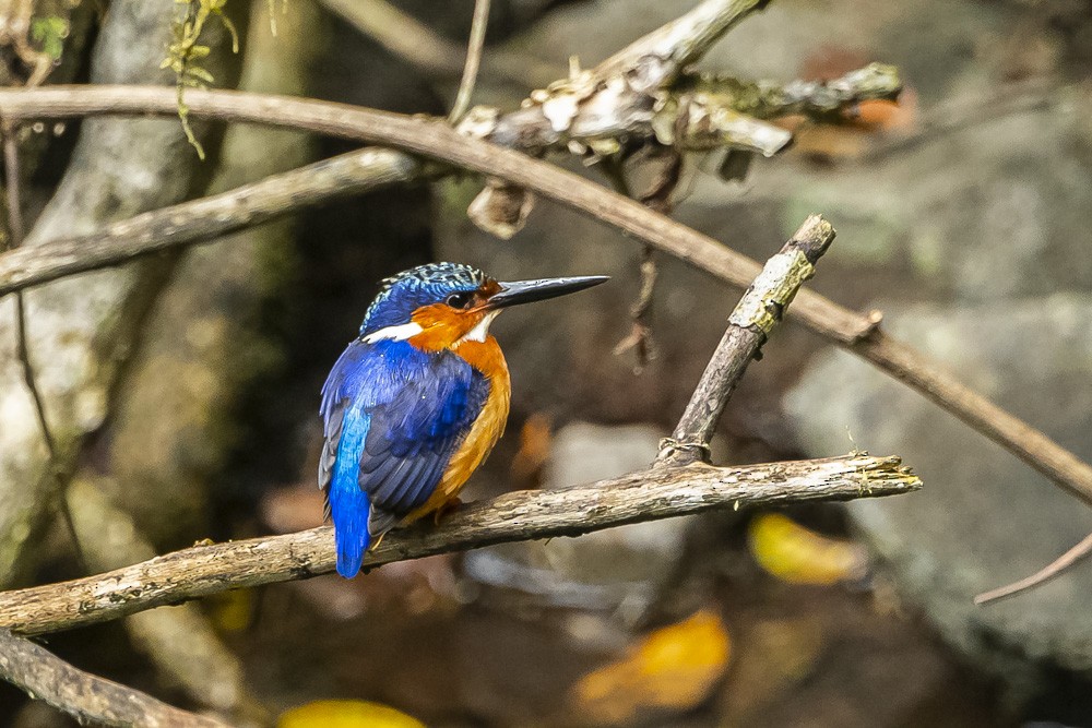 Malagasy Kingfisher - David Bishop