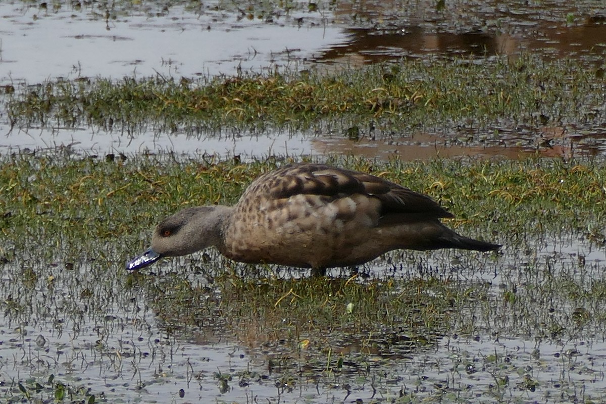 Crested Duck - ML354498401