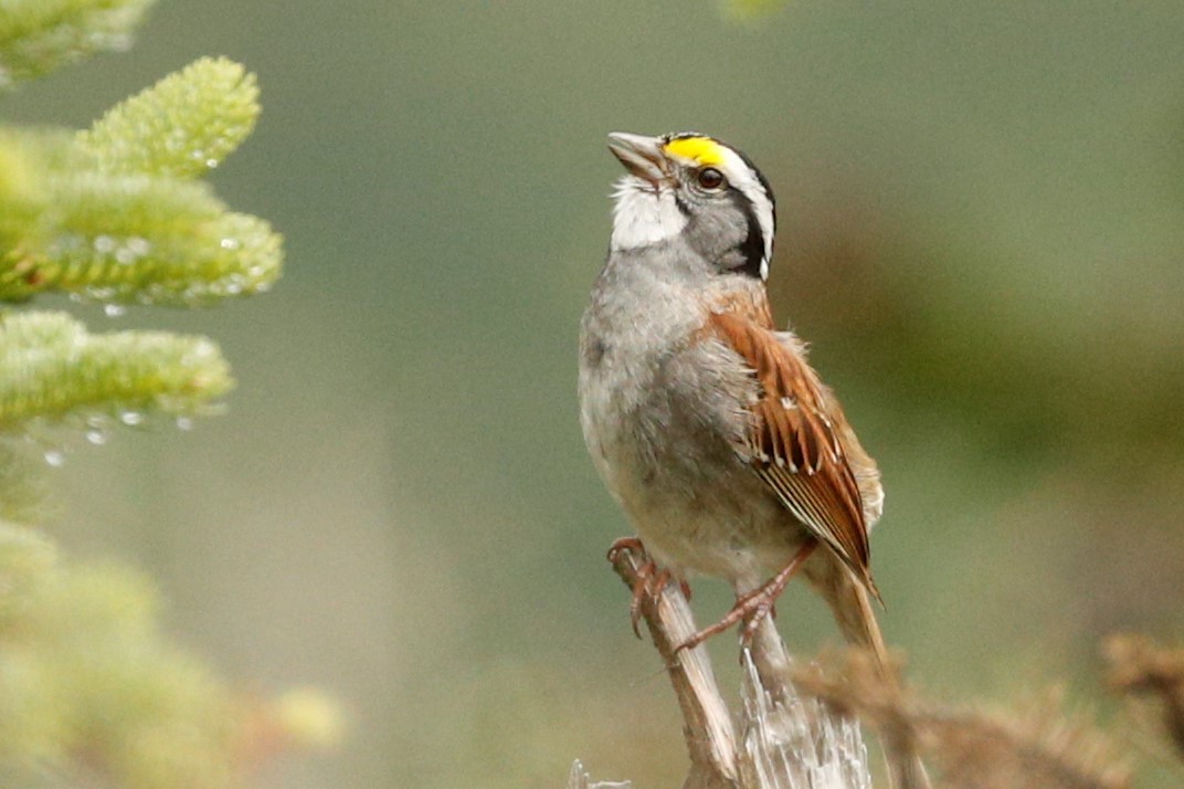 White-throated Sparrow - ML354500091