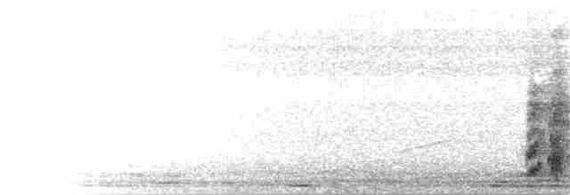 Бледный амазон (guatemalae/virenticeps) - ML354500111