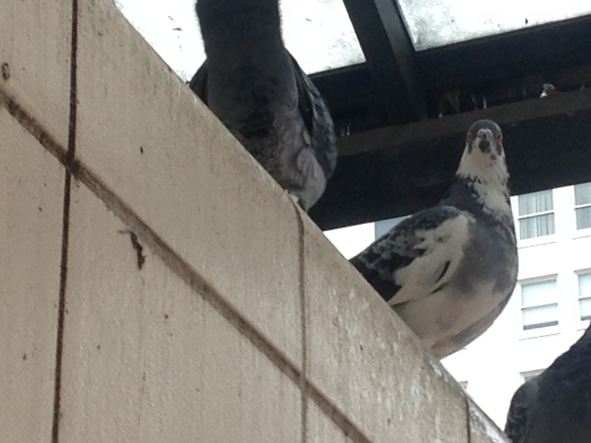Rock Pigeon (Feral Pigeon) - ML354504891