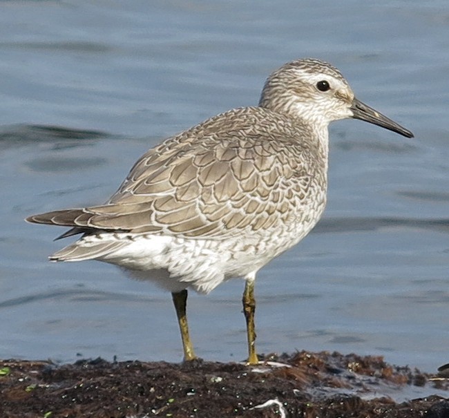 Red Knot - ML35450771