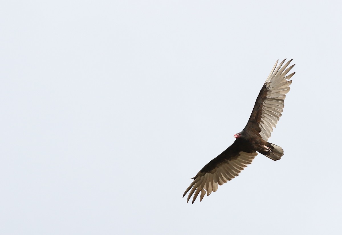 Turkey Vulture - Mark Patry