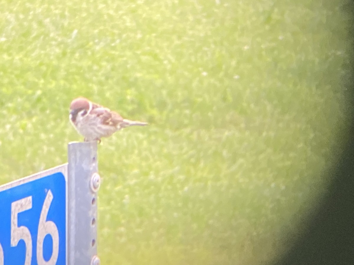Eurasian Tree Sparrow - ML354511781