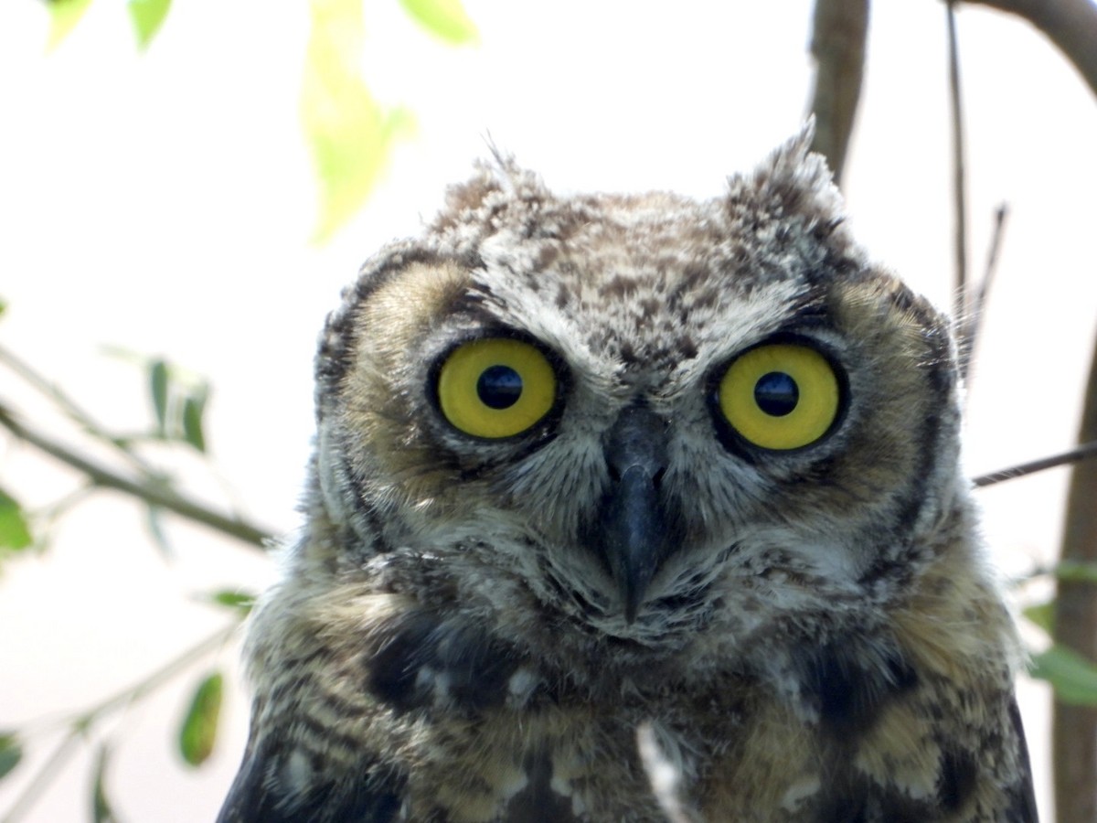 Great Horned Owl - Joe RouLaine