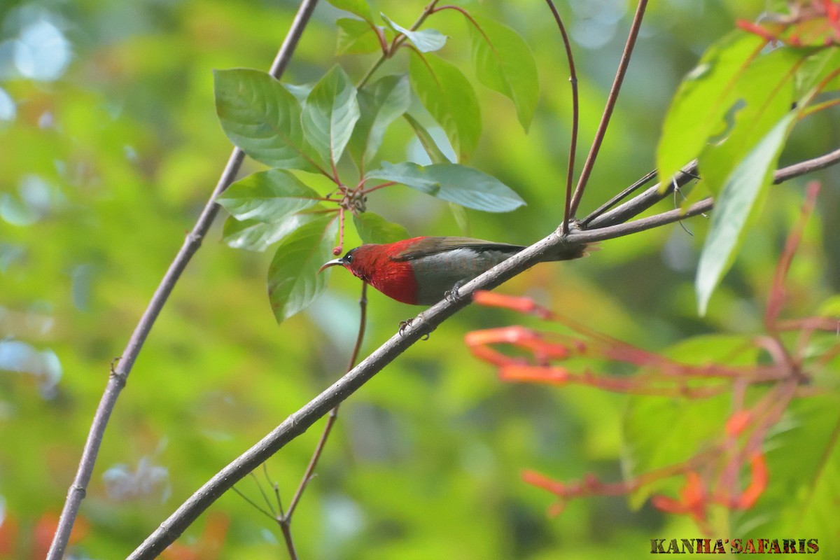Crimson Sunbird - ML354518281