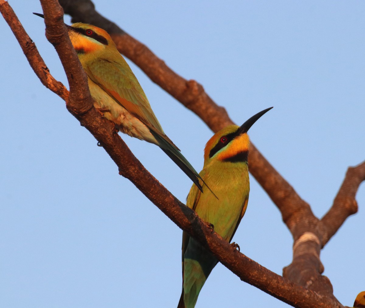 Rainbow Bee-eater - ML354520841