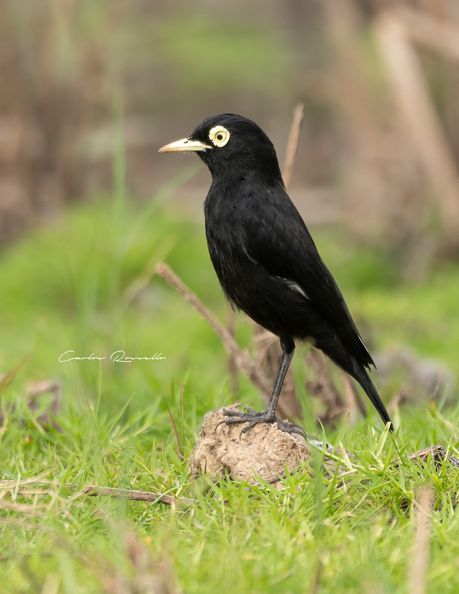 Spectacled Tyrant - Carlos Rossello