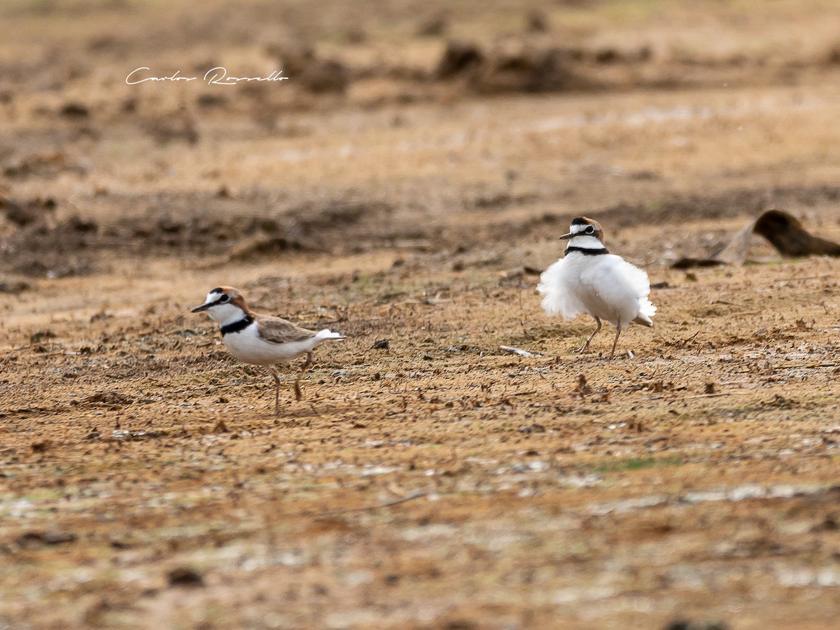Collared Plover - ML354527931