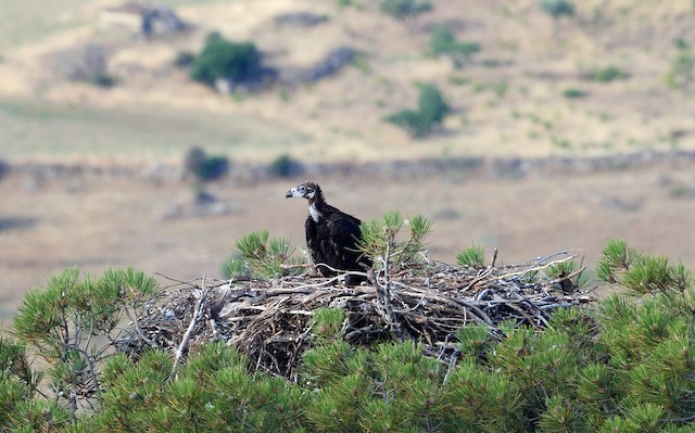 Nest on treetop.&nbsp; - Cinereous Vulture - 