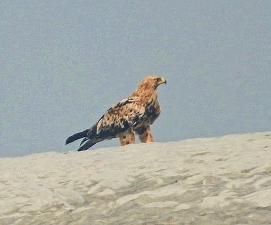 Imperial Eagle - Chaiti Banerjee