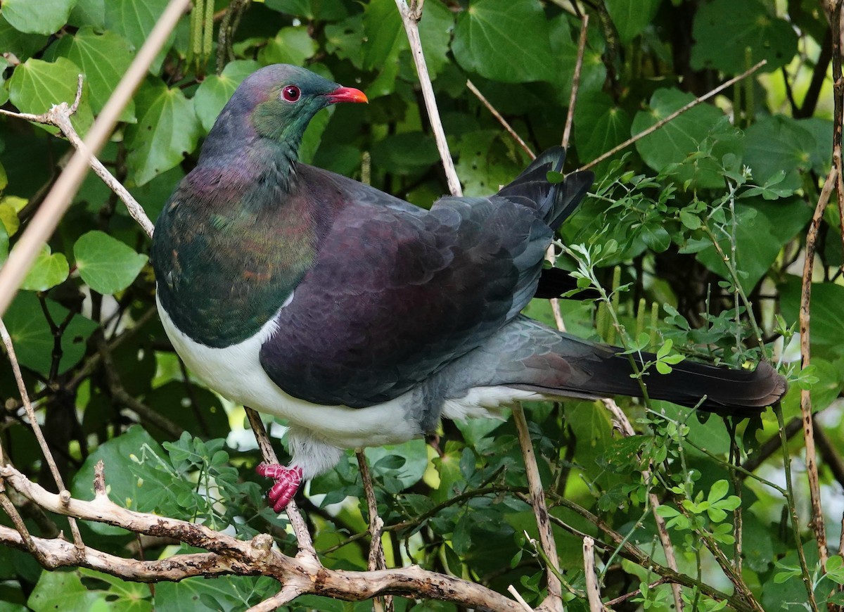 New Zealand Pigeon - David Diller