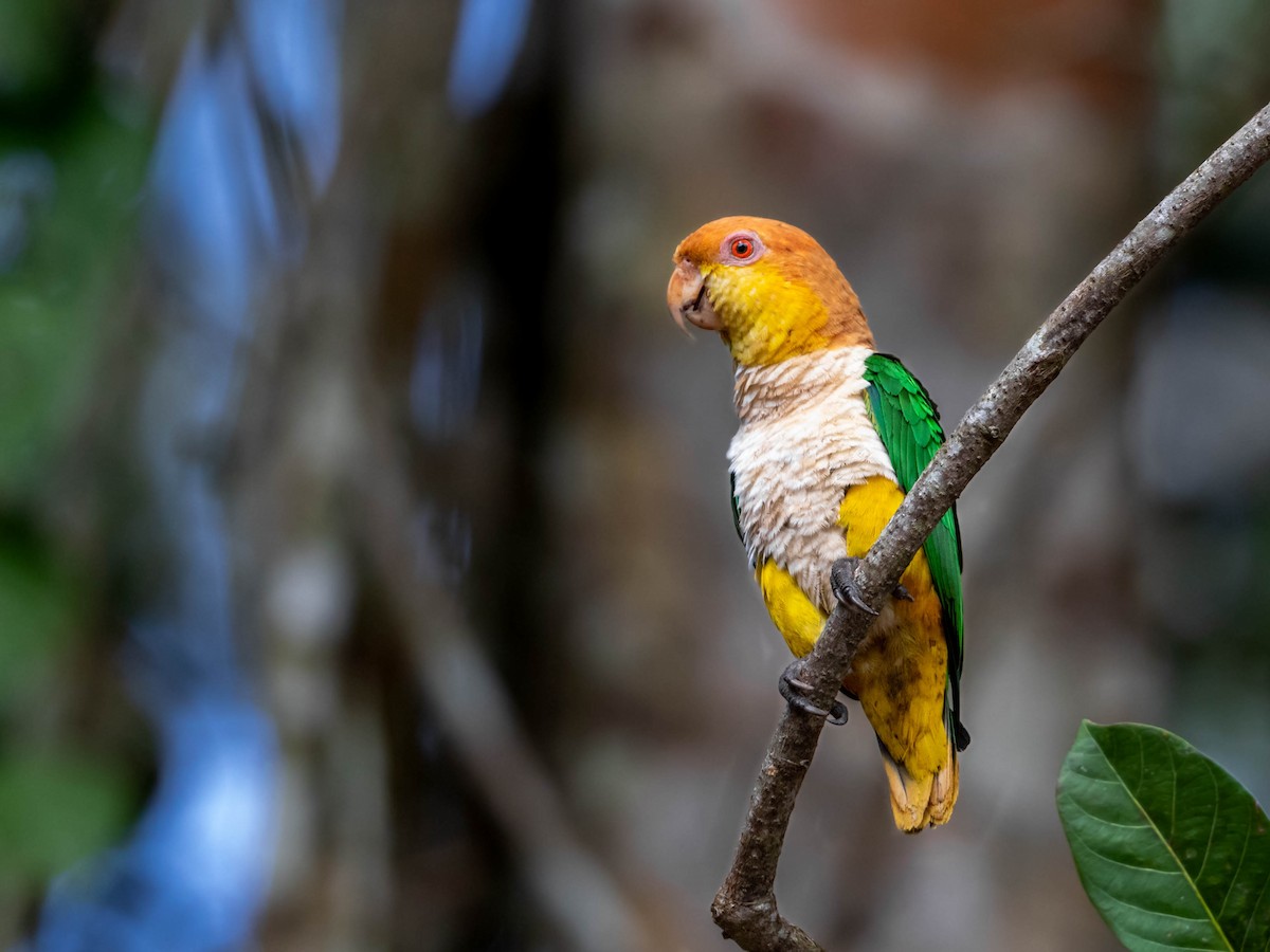 White-bellied Parrot (Yellow-tailed) - Héctor Bottai