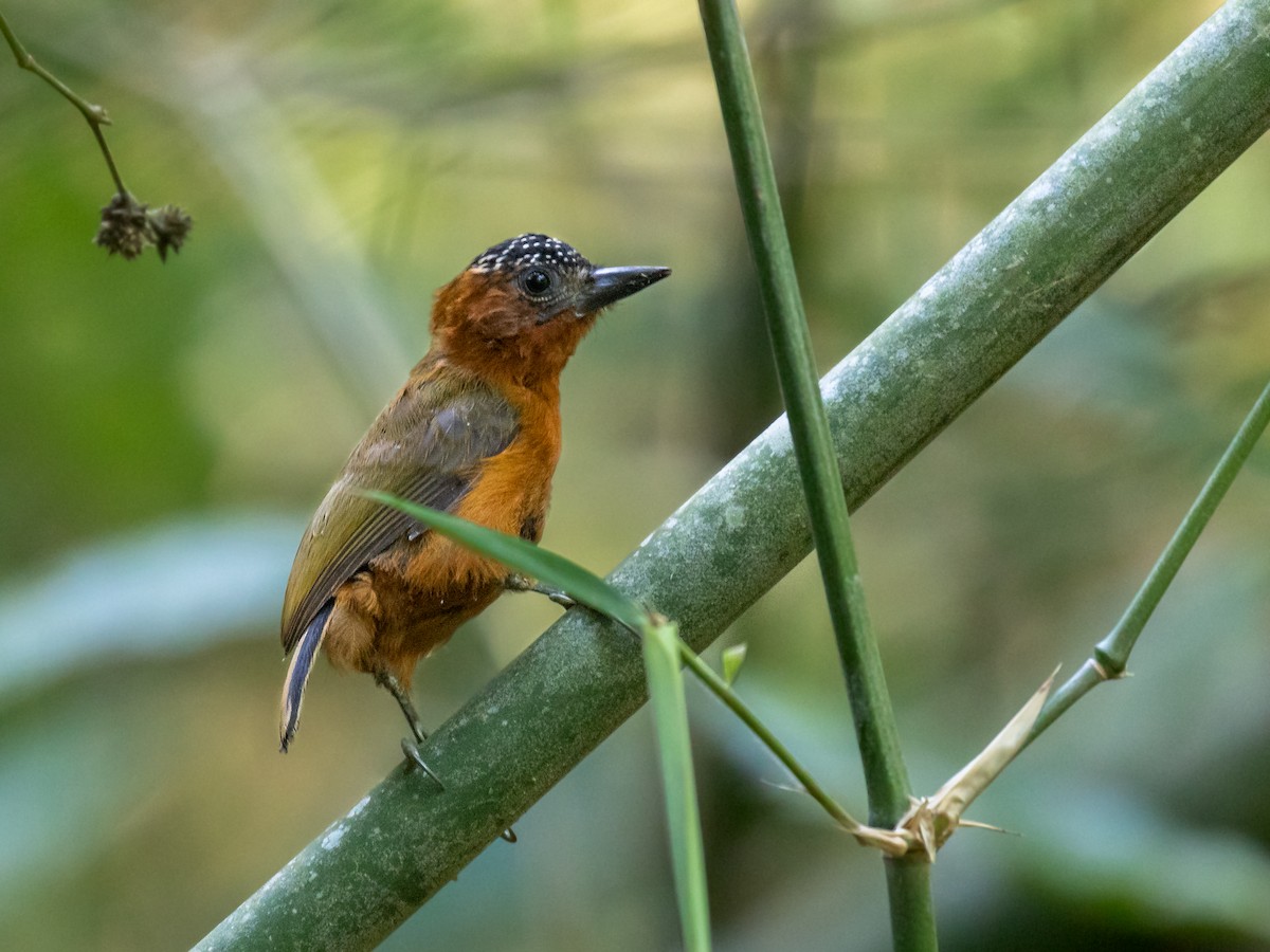 Rufous-breasted Piculet - ML354536351