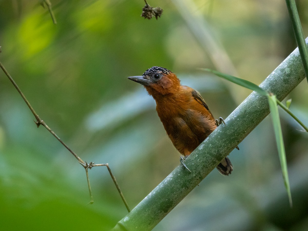 Rufous-breasted Piculet - ML354536361