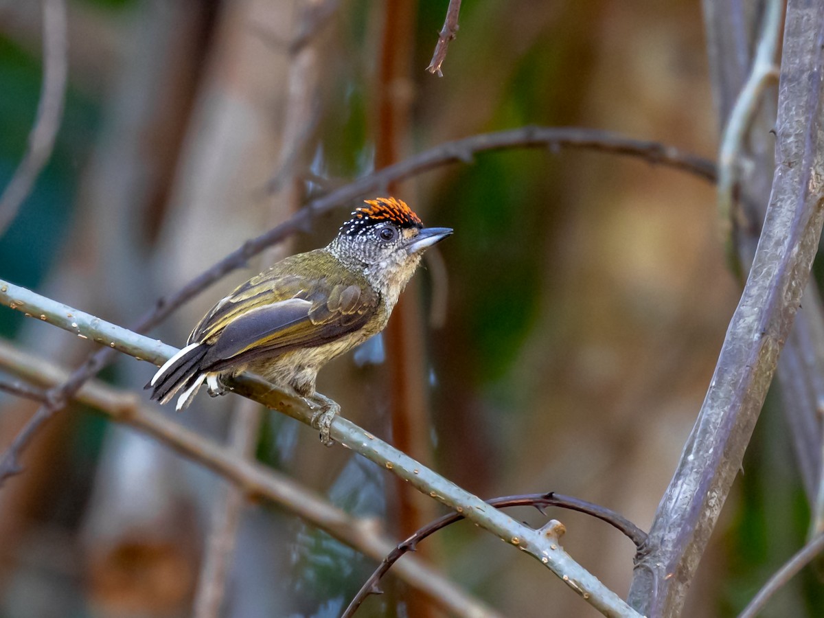 Fine-barred Piculet - ML354536451