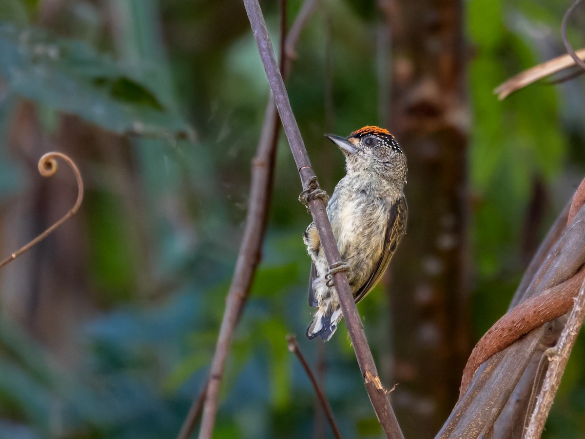 Fine-barred Piculet - ML354536461