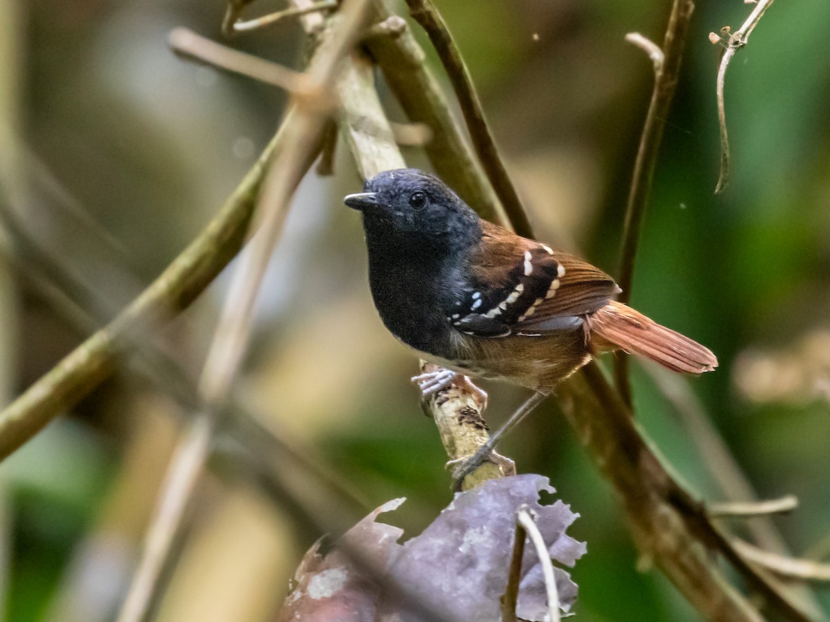 Chestnut-tailed Antbird - Héctor Bottai