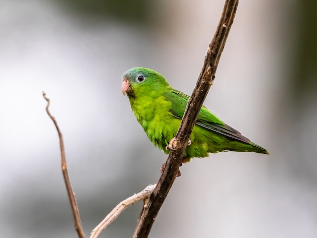 amazonian parrotlet