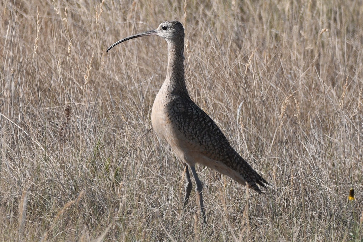 Long-billed Curlew - ML354539541