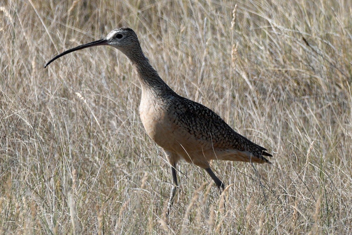Long-billed Curlew - Timothy Carstens