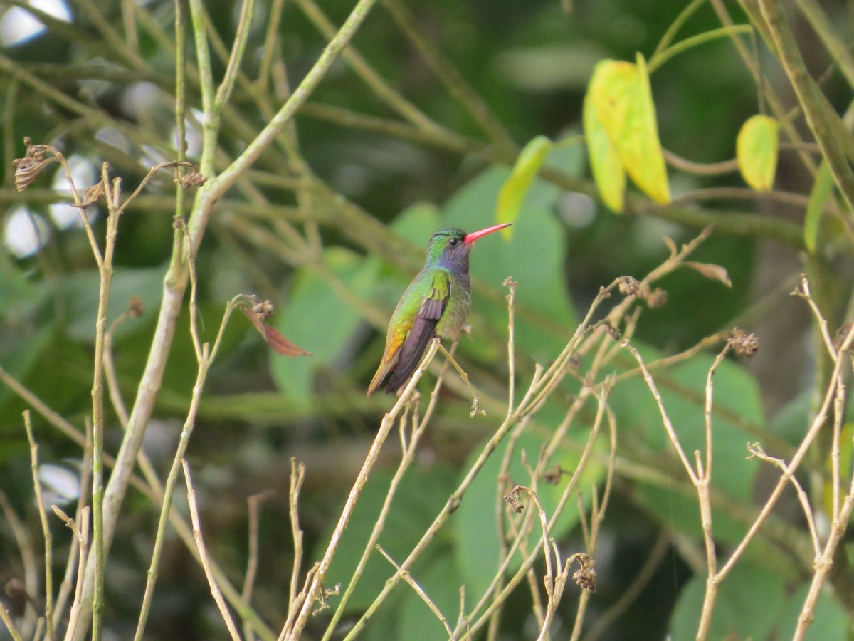 Blue-throated Goldentail - ML35454191
