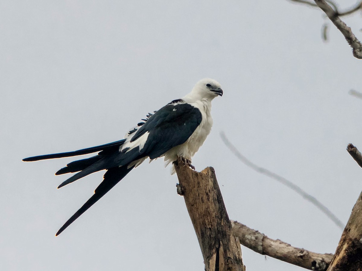 Swallow-tailed Kite - Héctor Bottai