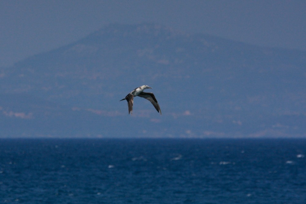 Northern Gannet - Pavlos Andriopoulos