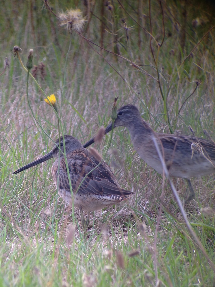 Long-billed Dowitcher - ML35454861