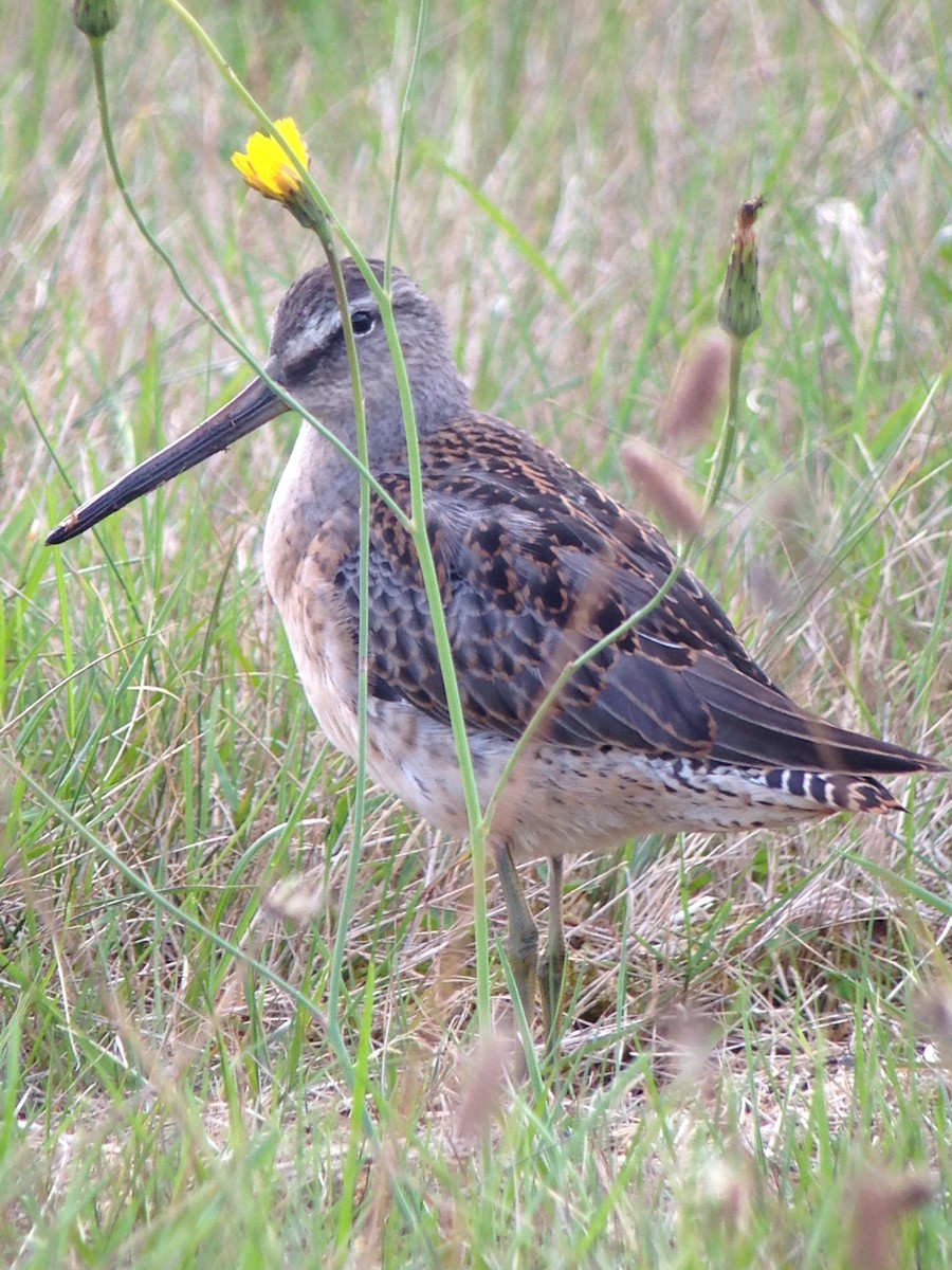 Long-billed Dowitcher - ML35454881