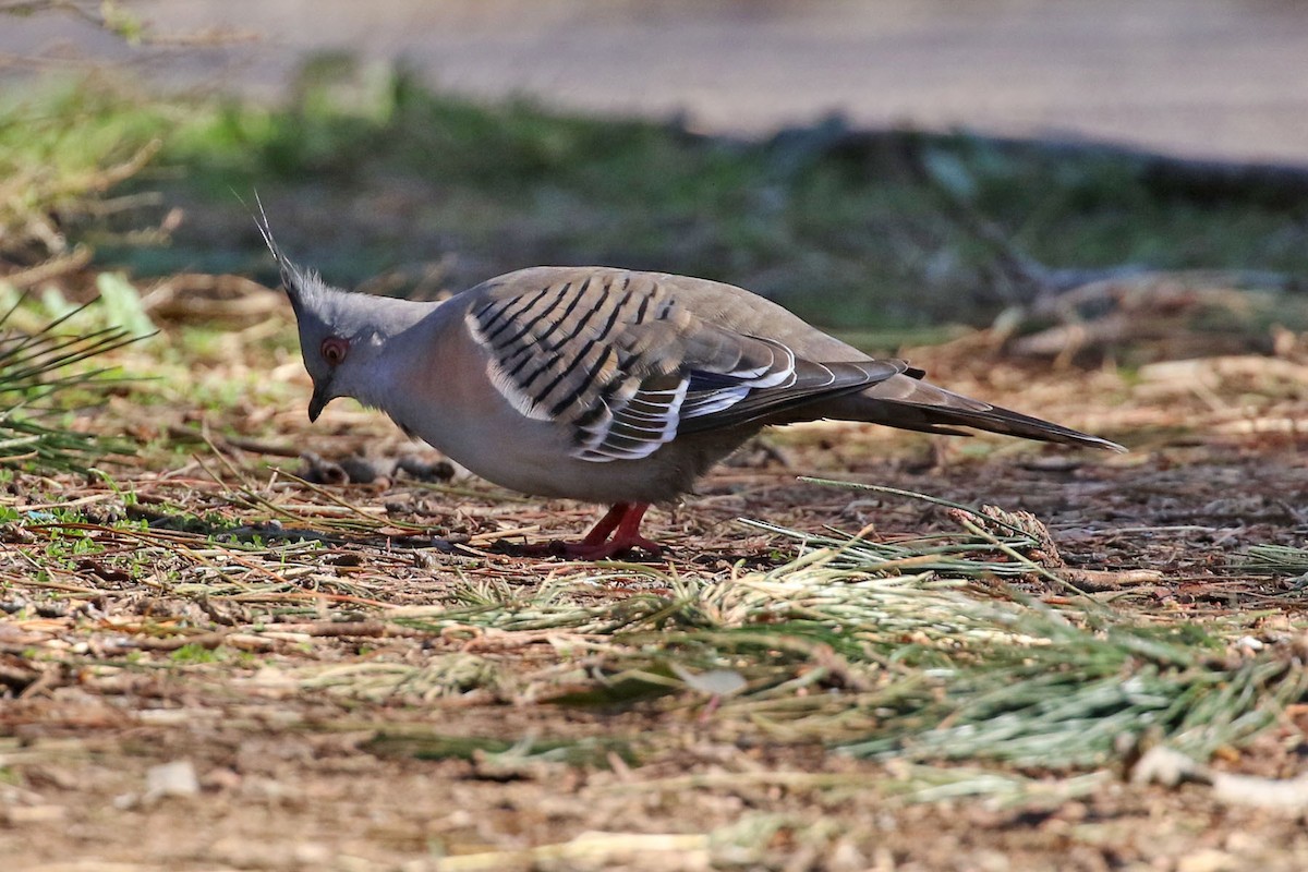 Crested Pigeon - ML354548911