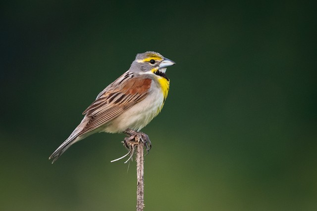 Dickcissel