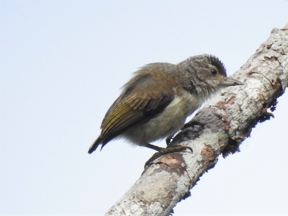 Plain-breasted Piculet - ML354550081
