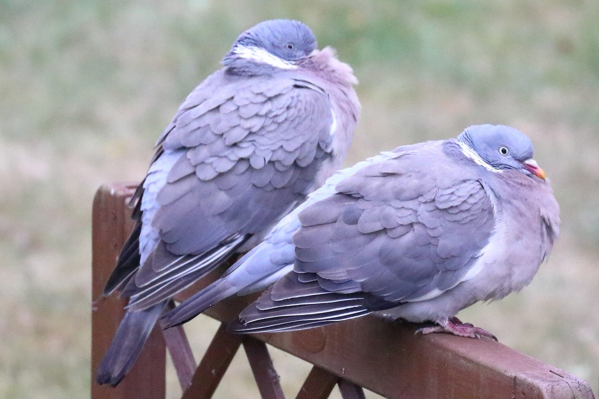 Common Wood-Pigeon - ML354551981