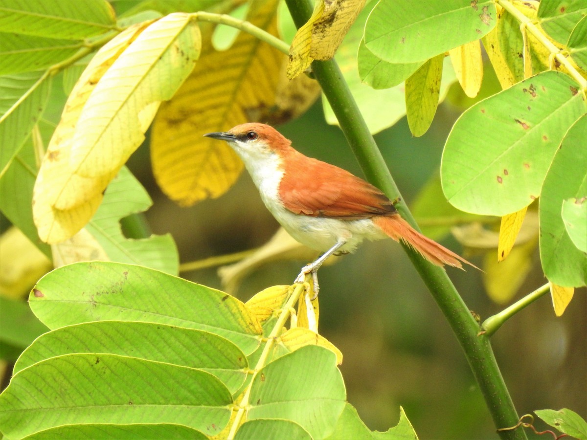 Red-and-white Spinetail - ML354555831