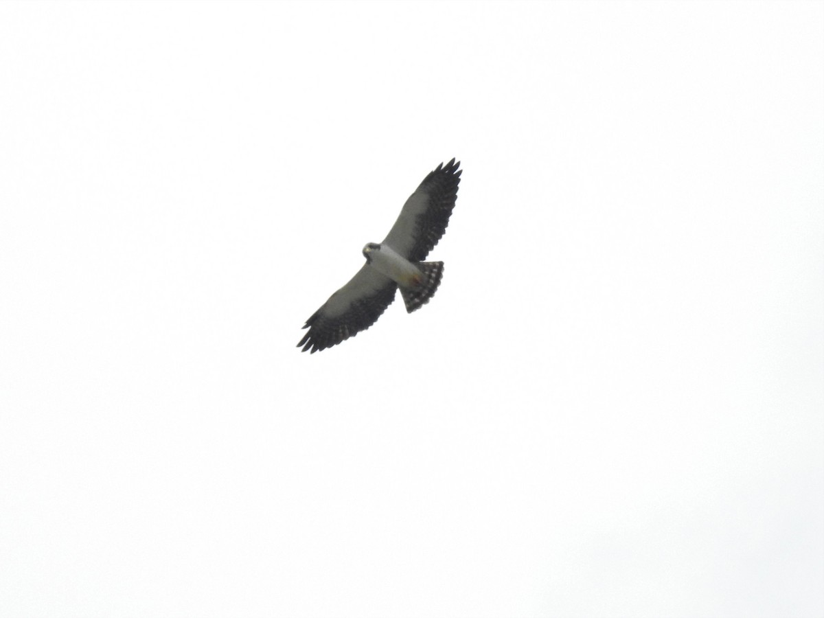 Short-tailed Hawk - Sergio Montoya Arango