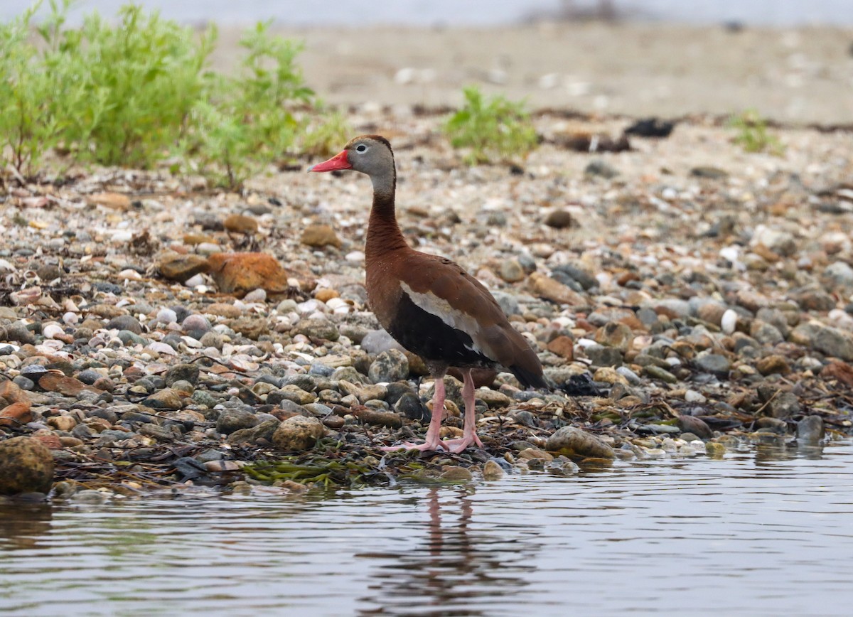 Black-bellied Whistling-Duck - Amy Roberts