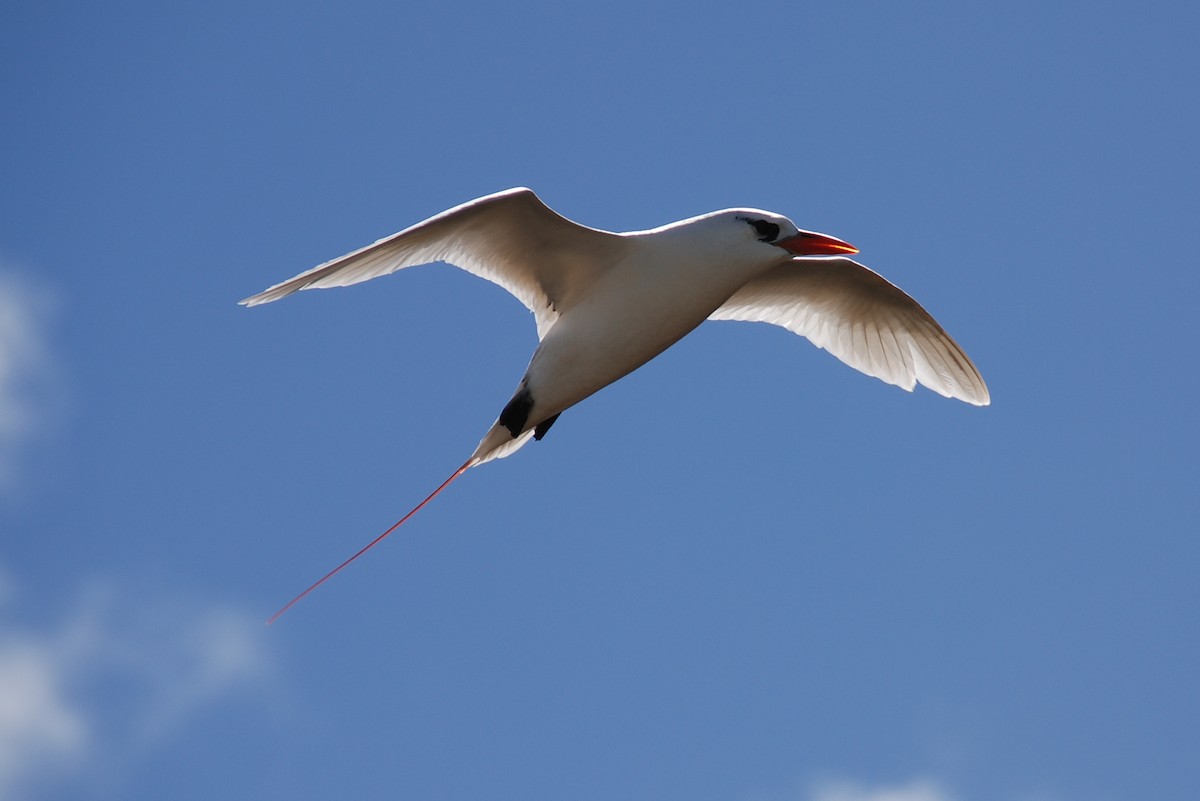 Red-tailed Tropicbird - ML35456661
