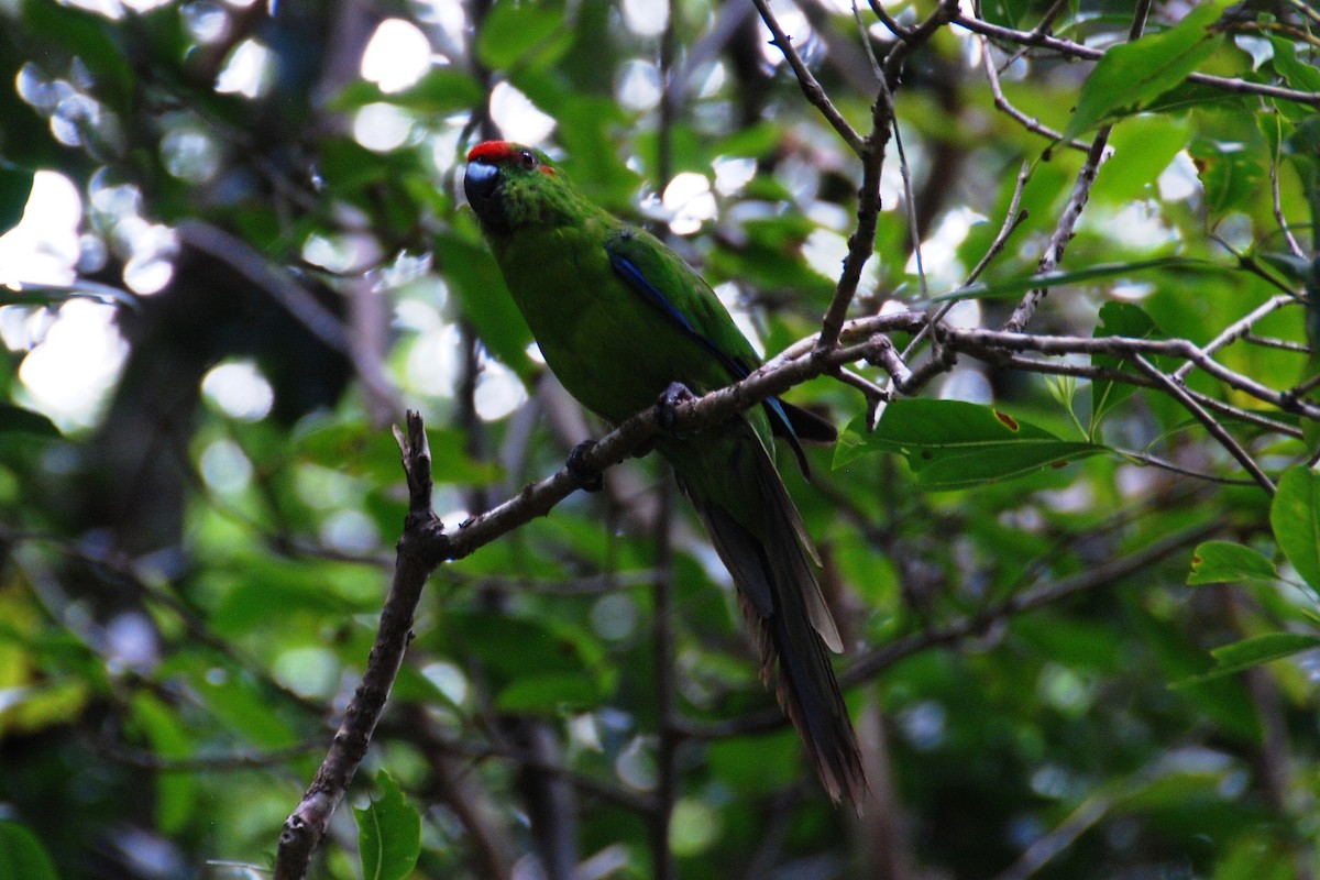 Norfolk Island Parakeet - Bruce Wedderburn