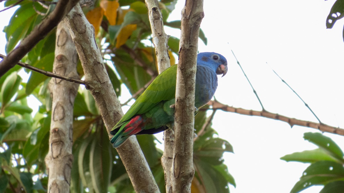 Blue-headed Parrot - ML354573751