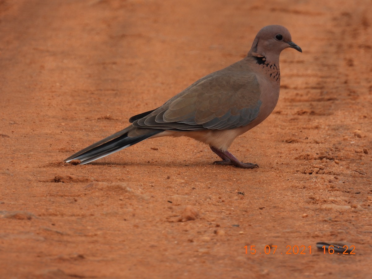 Laughing Dove - ML354575271