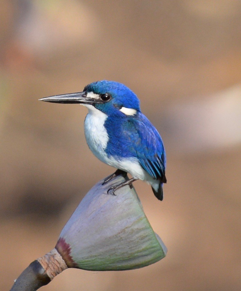 Little Kingfisher - marcel finlay