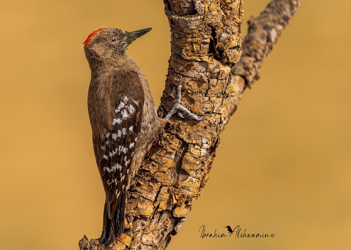 Arabian Woodpecker - ML354579991