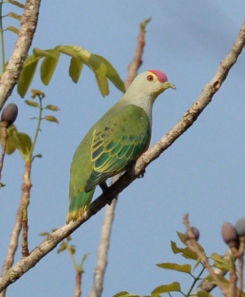 Rose-crowned Fruit-Dove - ML35458261