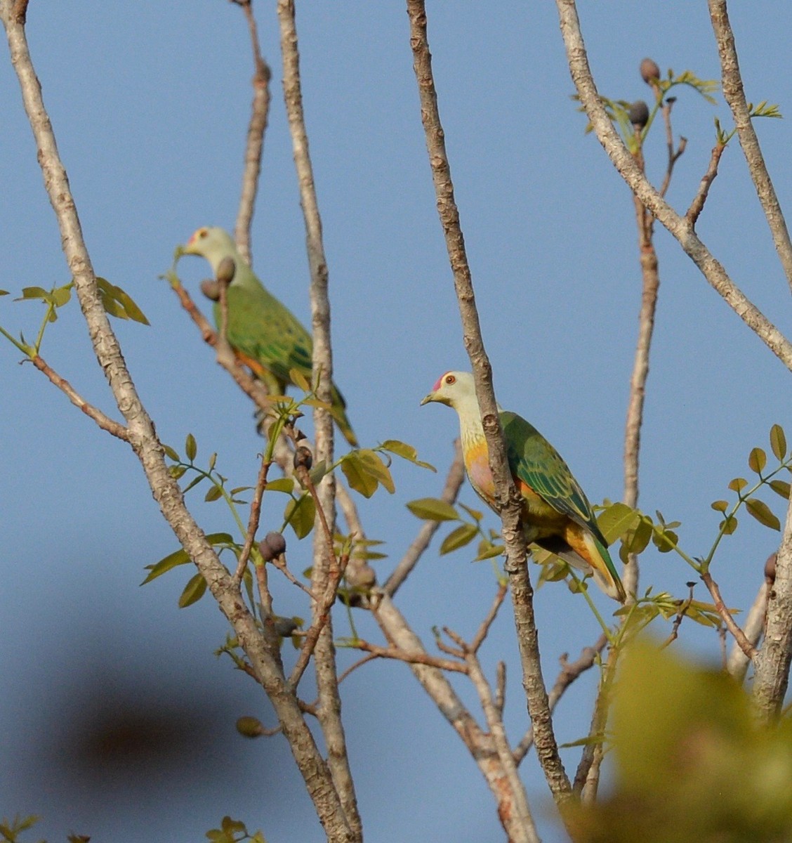 Rose-crowned Fruit-Dove - ML35458271