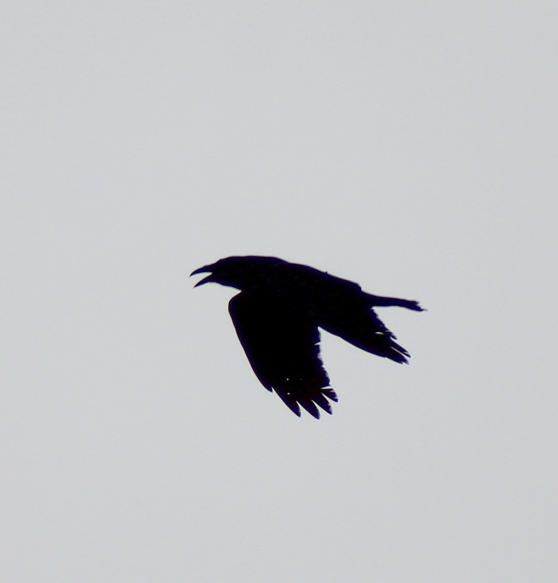 Common Raven - ML35458401