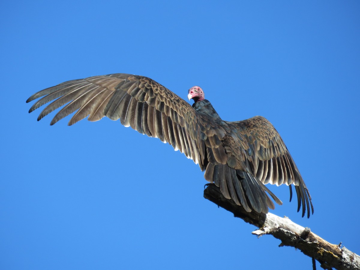 Turkey Vulture - Russ Namitz